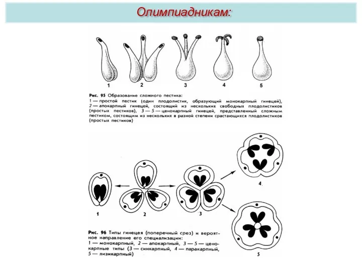 Олимпиадникам: