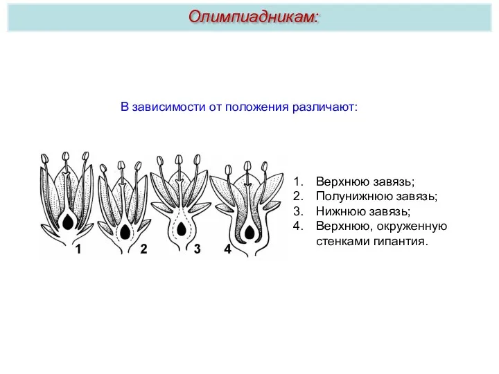В зависимости от положения различают: Верхнюю завязь; Полунижнюю завязь; Нижнюю завязь; Верхнюю, окруженную стенками гипантия. Олимпиадникам: