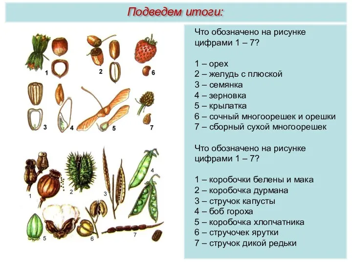 Что обозначено на рисунке цифрами 1 – 7? 1 –