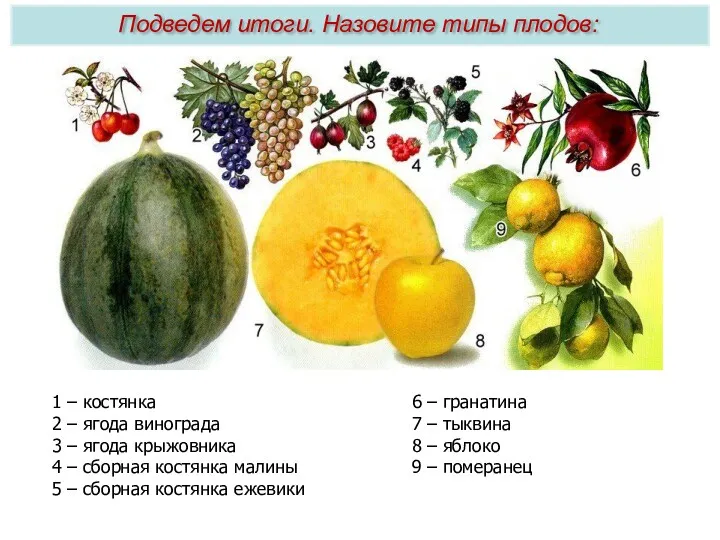 1 – костянка 2 – ягода винограда 3 – ягода