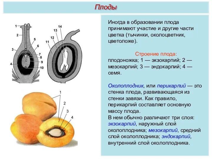 Иногда в образовании плода принимают участие и другие части цветка