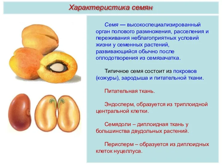 Семя — высокоспециализированный орган полового размножения, расселения и переживания неблагоприятных