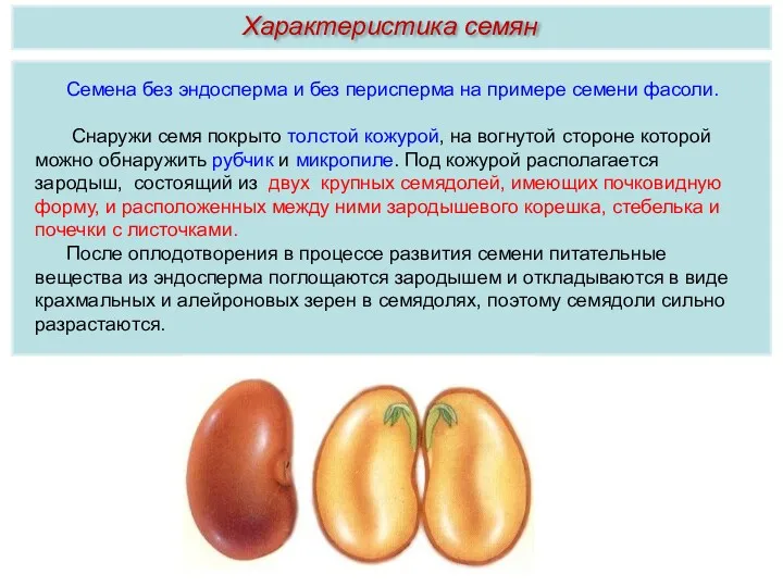 Семена без эндосперма и без перисперма на примере семени фасоли.