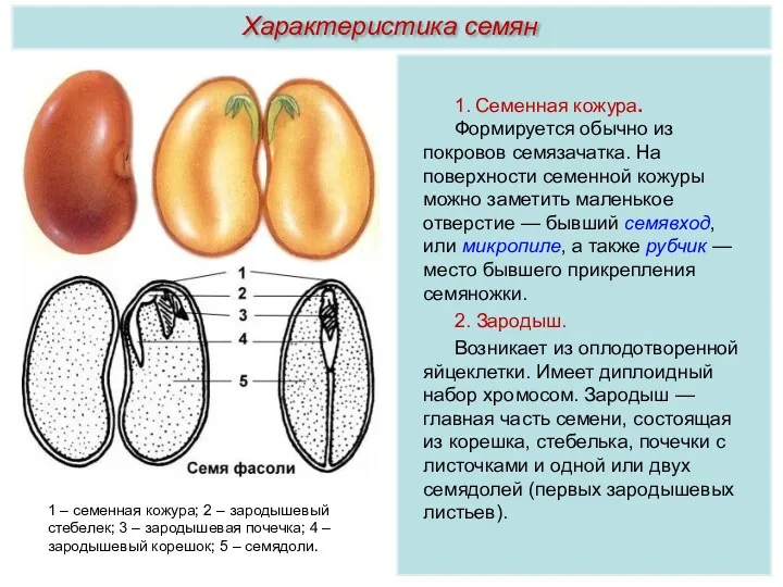 1. Семенная кожура. Формируется обычно из покровов семязачатка. На поверхности