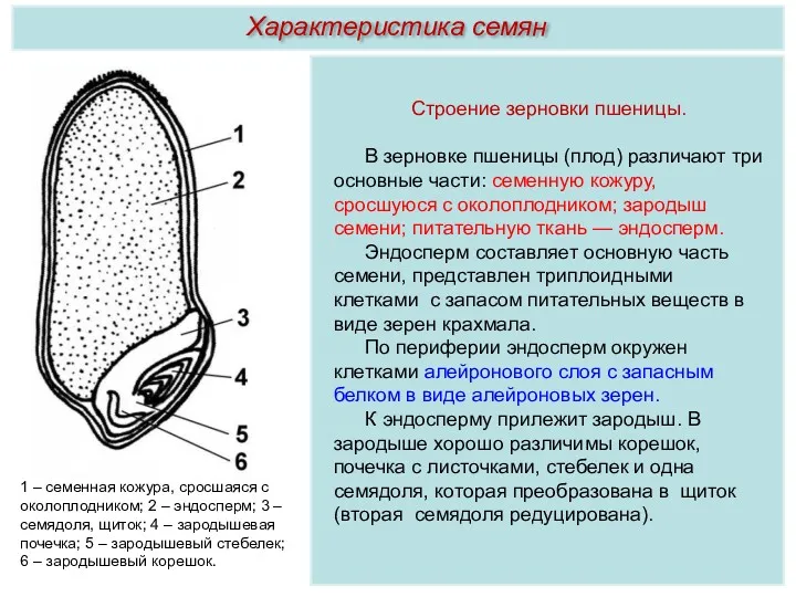 Строение зерновки пшеницы. В зерновке пшеницы (плод) различают три основные