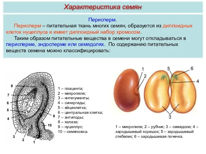 Перисперм. Перисперм – питательная ткань многих семян, образуется из диплоидных