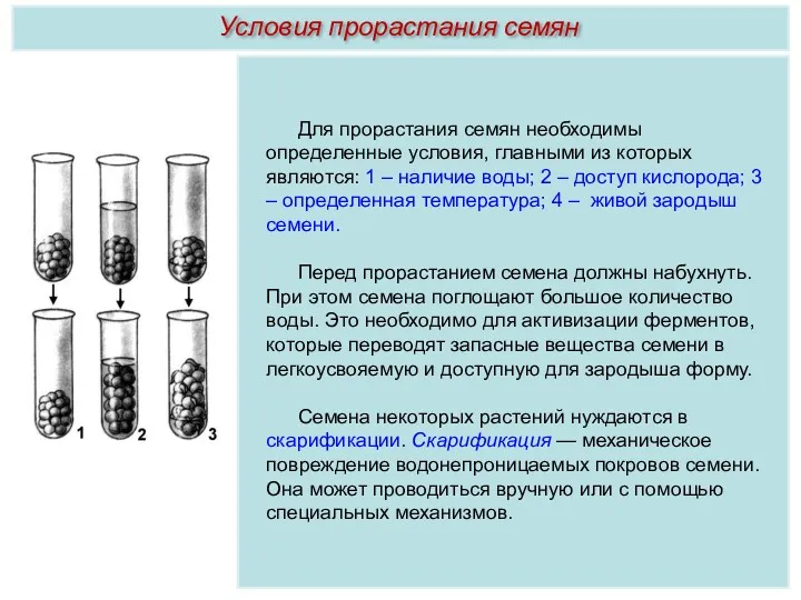 Для прорастания семян необходимы определенные условия, главными из которых являются: