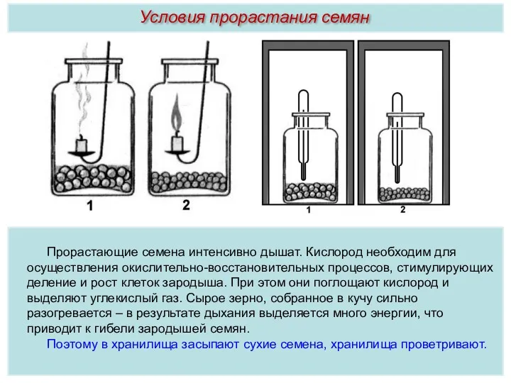 Прорастающие семена интенсивно дышат. Кислород необходим для осуществления окислительно-восстановительных процессов,