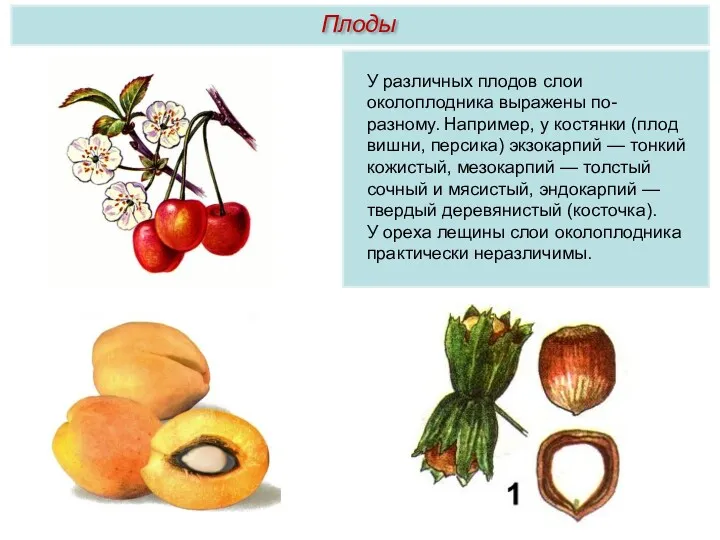 У различных плодов слои околоплодника выражены по-разному. Например, у костянки