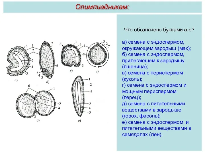 Что обозначено буквами а-е? а) семена с эндоспермом, окружающем зародыш