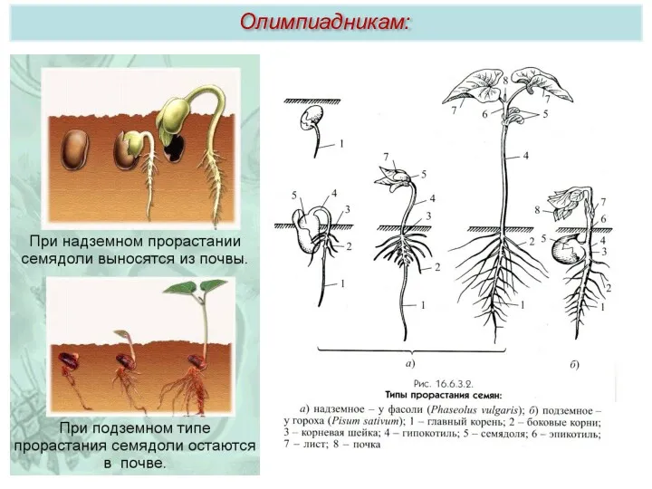 Олимпиадникам: