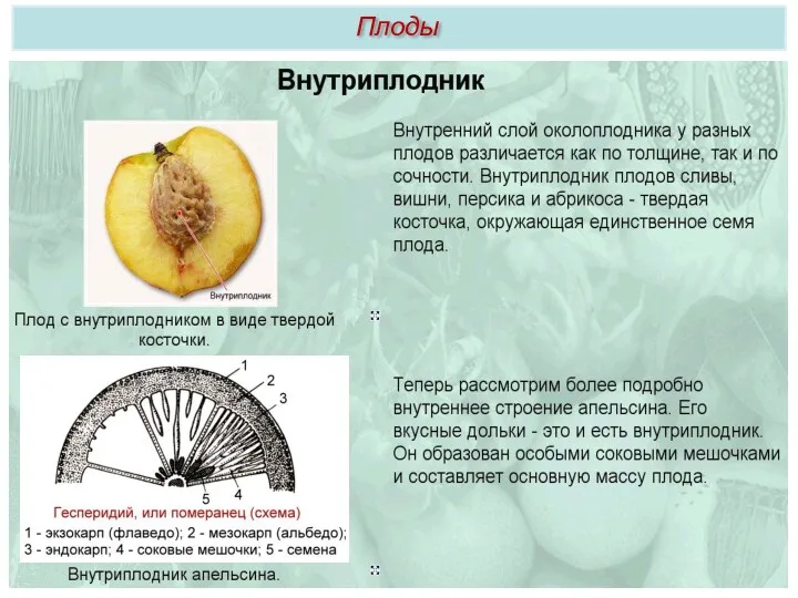 Плоды