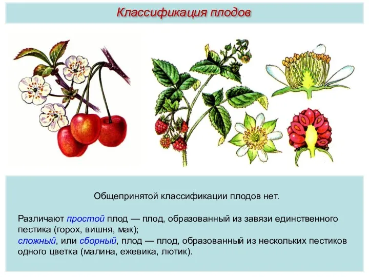 Общепринятой классификации плодов нет. Различают простой плод — плод, образованный