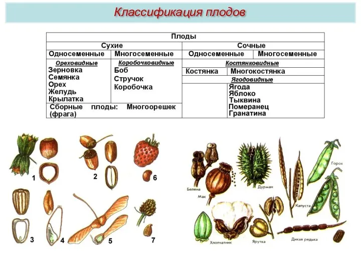 Классификация плодов