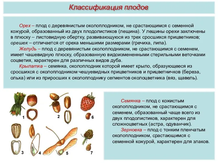 Орех – плод с деревянистым околоплодником, не срастающимся с семенной