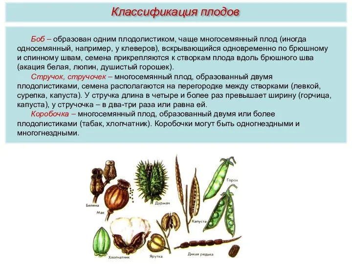 Боб – образован одним плодолистиком, чаще многосемянный плод (иногда односемянный,