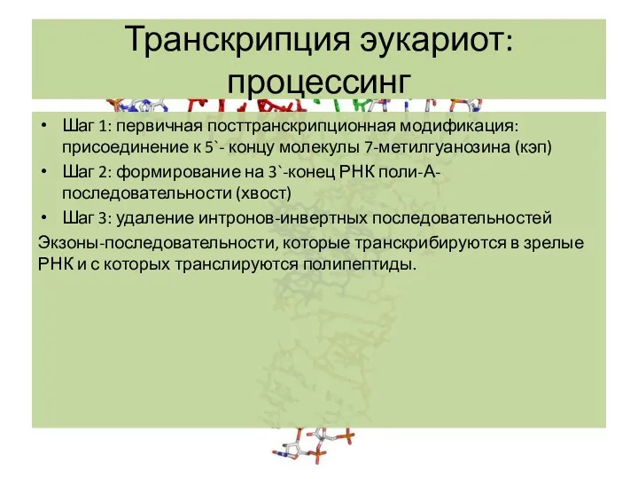 Транскрипция эукариот: процессинг Шаг 1: первичная посттранскрипционная модификация: присоединение к