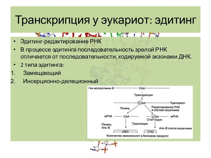 Транскрипция у эукариот: эдитинг Эдитинг-редактирование РНК В процессе эдитинга последовательность