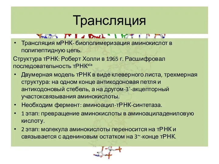 Трансляция Трансляция мРНК- биополимеризация аминокислот в полипептидную цепь. Структура тРНК: