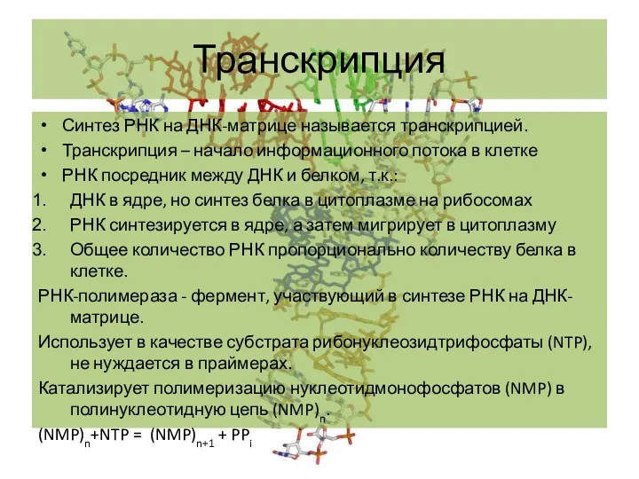 Транскрипция Синтез РНК на ДНК-матрице называется транскрипцией. Транскрипция – начало