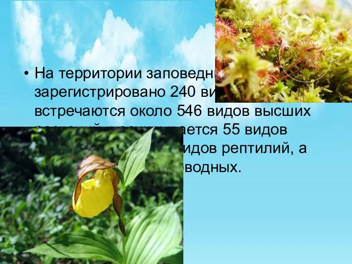 На территории заповедника зарегистрировано 240 видов птиц, встречаются около 546