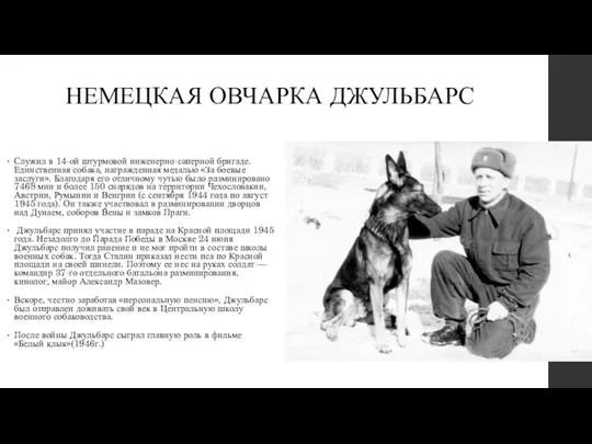 НЕМЕЦКАЯ ОВЧАРКА ДЖУЛЬБАРС Служил в 14-ой штурмовой инженерно-саперной бригаде. Единственная