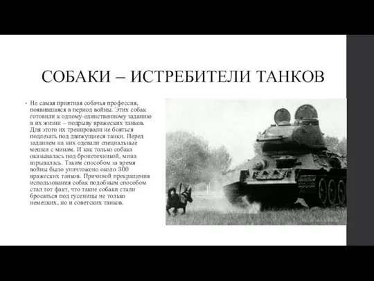 СОБАКИ – ИСТРЕБИТЕЛИ ТАНКОВ Не самая приятная собачья профессия, появившаяся