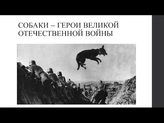 СОБАКИ – ГЕРОИ ВЕЛИКОЙ ОТЕЧЕСТВЕННОЙ ВОЙНЫ