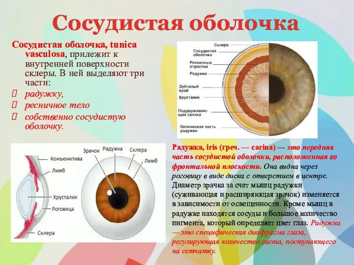 Сосудистая оболочка Сосудистая оболочка, tunica vasculosa, прилежит к внутренней поверхности