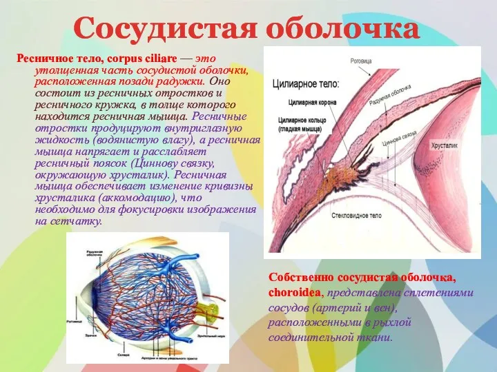 Сосудистая оболочка Ресничное тело, corpus ciliare — это утолщенная часть