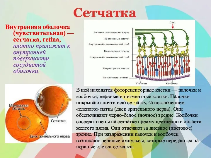 Сетчатка Внутренняя оболочка (чувствительная) — сетчатка, retina, плотно прилежит к