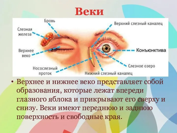 Веки Верхнее и нижнее веко представляет собой образования, которые лежат