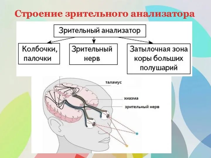 Строение зрительного анализатора