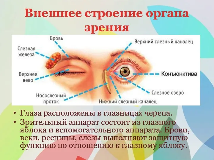 Внешнее строение органа зрения Глаза расположены в глазницах черепа. Зрительный