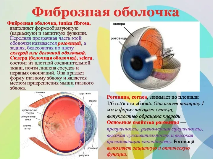 Фиброзная оболочка Фиброзная оболочка, tunica fibrosa, выполняет формообразующую (каркасную) и