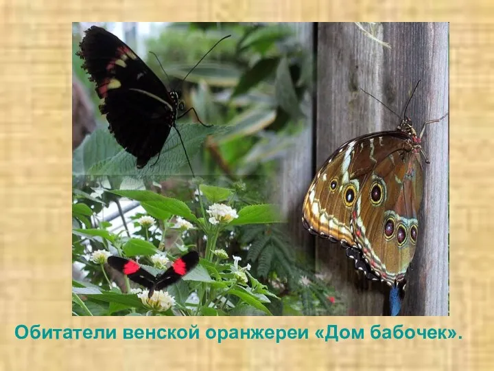 Обитатели венской оранжереи «Дом бабочек».