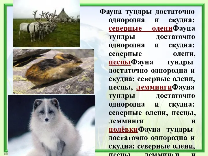 Фауна тундры достаточно однородна и скудна: северные олениФауна тундры достаточно