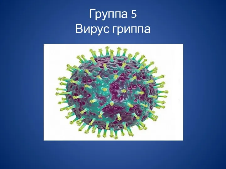 Группа 5 Вирус гриппа