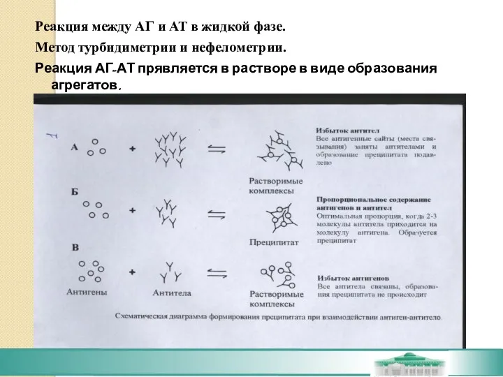 Реакция между АГ и АТ в жидкой фазе. Метод турбидиметрии