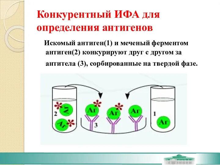 Конкурентный ИФА для определения антигенов Искомый антиген(1) и меченый ферментом