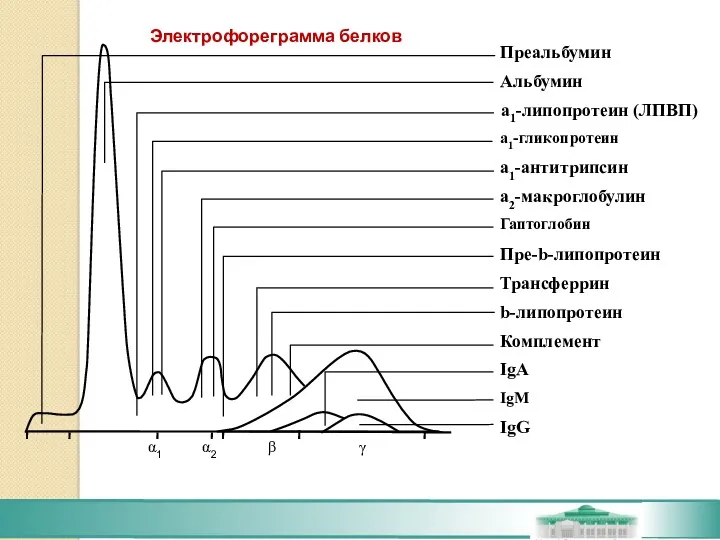 Электрофореграмма белков