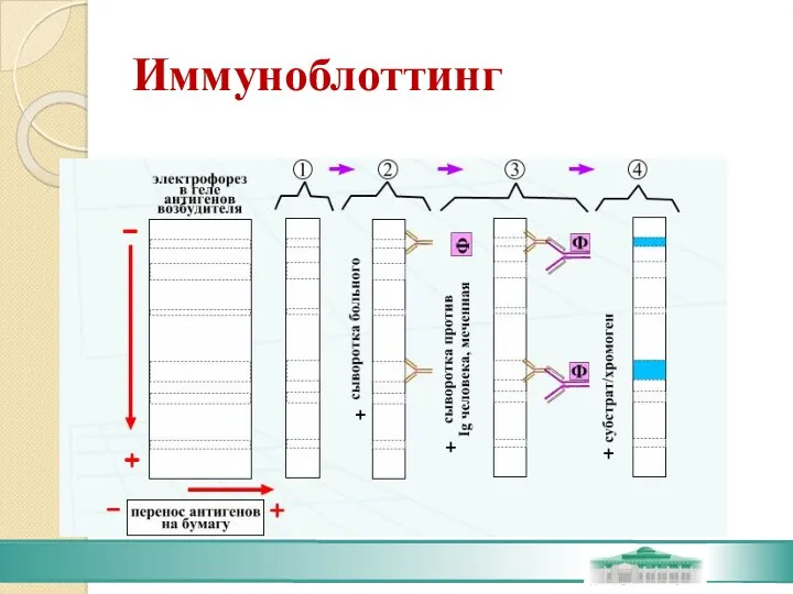 Иммуноблоттинг