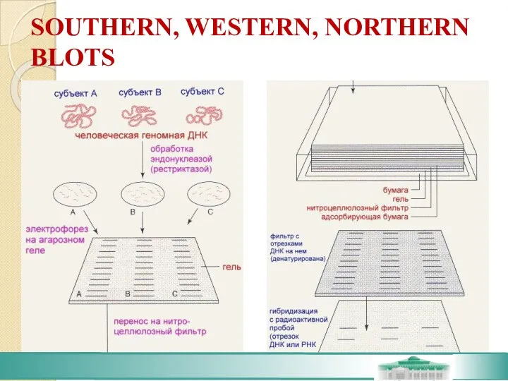 SOUTHERN, WESTERN, NORTHERN BLOTS