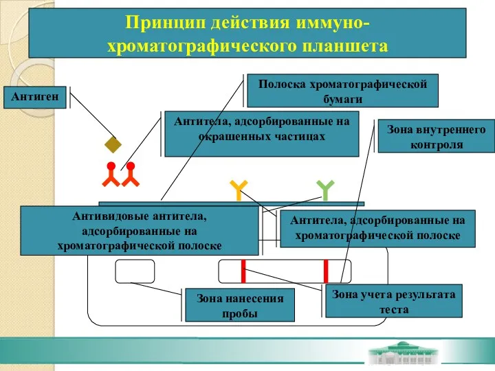 Антитела, адсорбированные на окрашенных частицах Антитела, адсорбированные на хроматографической полоске