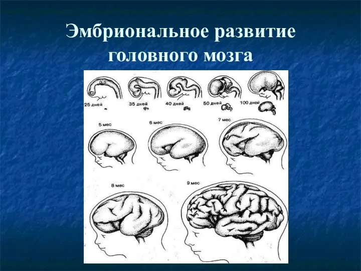 Эмбриональное развитие головного мозга