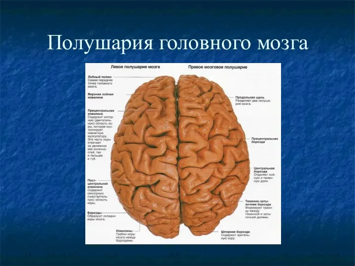 Полушария головного мозга