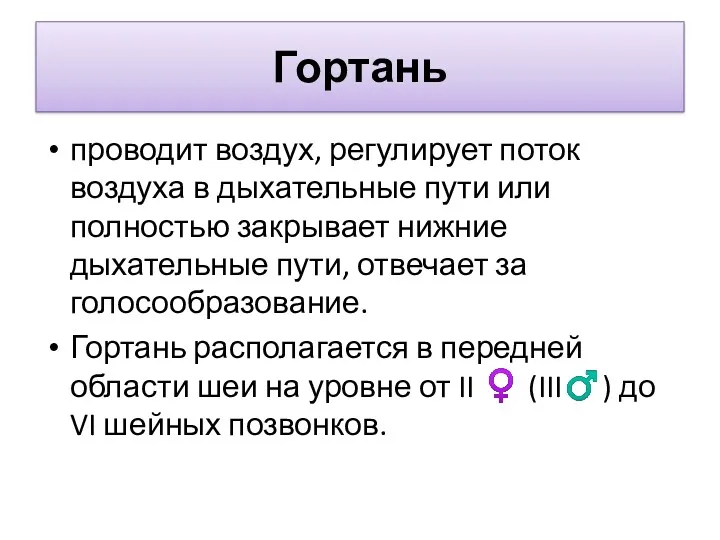 Гортань проводит воздух, регулирует поток воздуха в дыхательные пути или