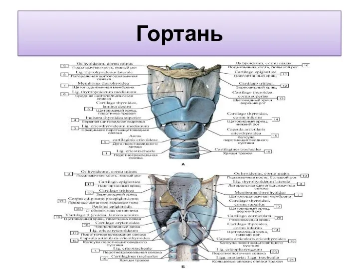 Гортань