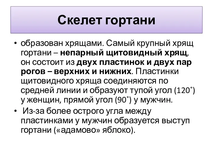 Скелет гортани образован хрящами. Самый крупный хрящ гортани – непарный