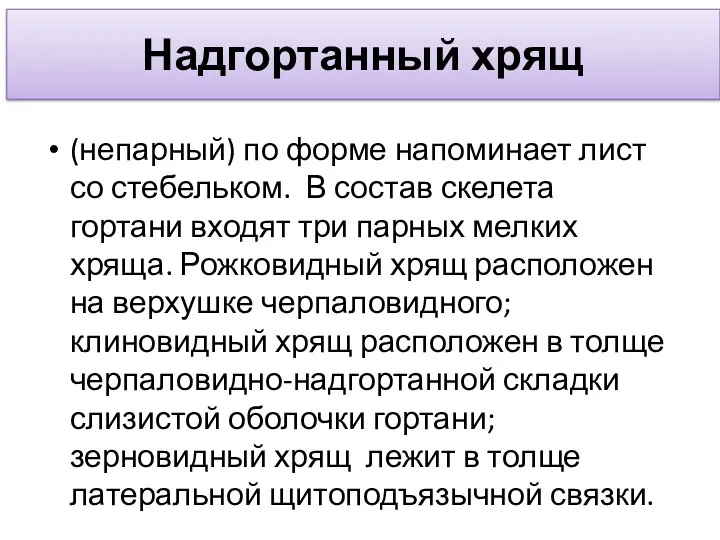 Надгортанный хрящ (непарный) по форме напоминает лист со стебельком. В